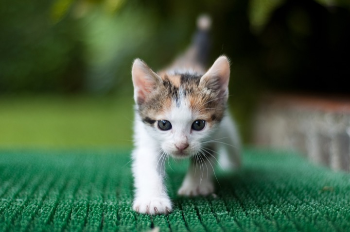 Calico kitten stalking forward on a green table.