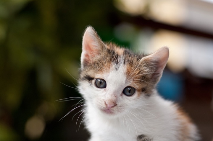Close portrait of a wide-eyed calico kitten.