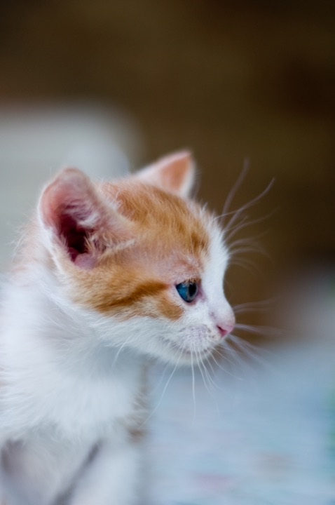 Profile of a ginger-and-white kitten with blue eyes.